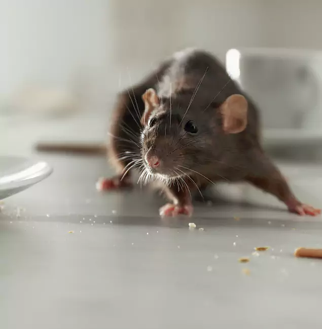 Why Herndon, VA Trusts Herndon Pest Control Pro for Rodent Prevention?