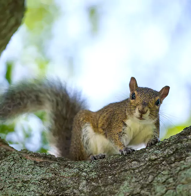 Why Herndon, VA Relies on Herndon Pest Control Pro for Squirrel Pest Control?