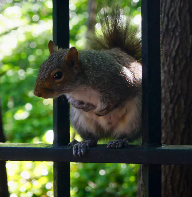Why Herndon, VA Chooses Herndon Pest Control Pro for Squirrel Removal?