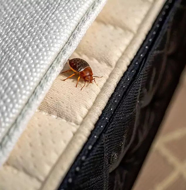 Why Herndon Homeowners Trust Herndon Pest Control Pro for Tick Treatment?