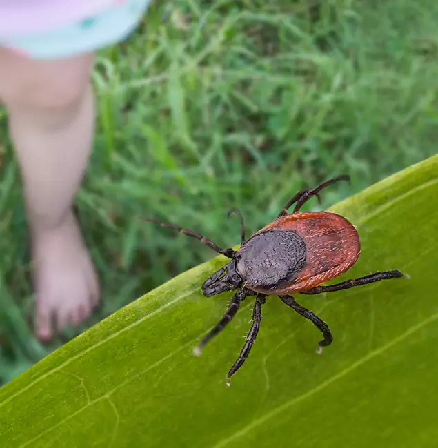 Why Herndon Homeowners Choose Herndon Pest Control Pro for Tick Extermination?
