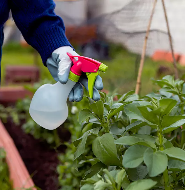 Why Herndon Relies on Herndon Pest Control Pro for Wasp Control Services?