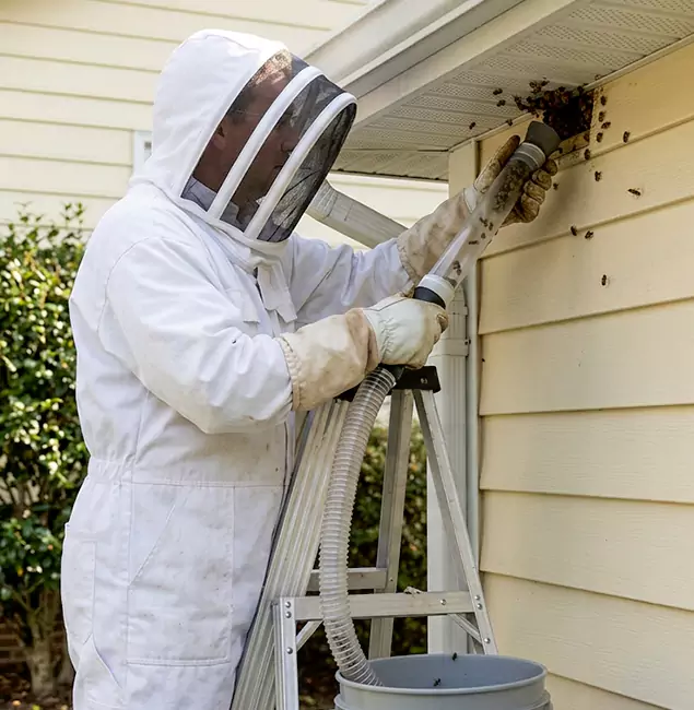 Why Herndon Trusts Herndon Pest Control Pro for Wasp Control?