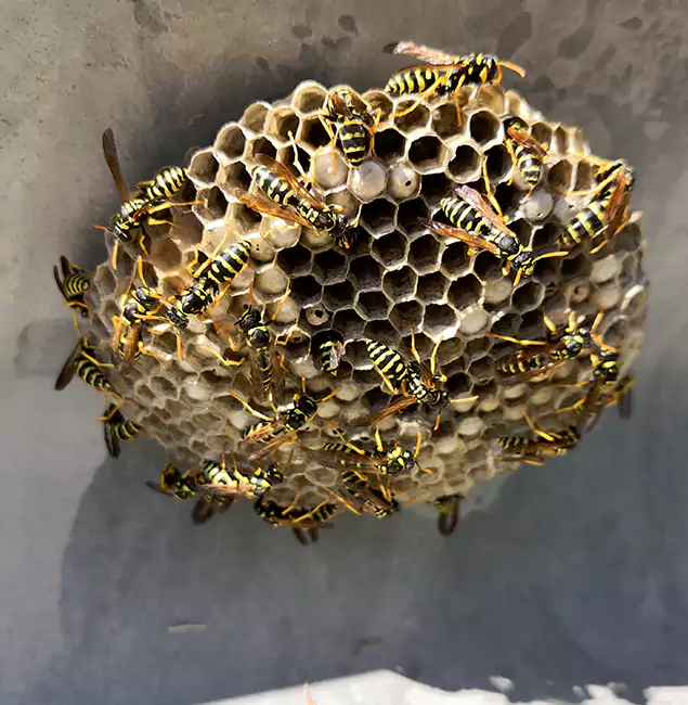 Why Herndon Chooses Herndon Pest Control Pro for Wasp Control Services?