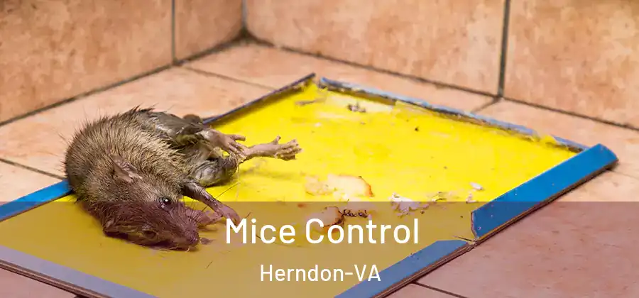 Mice Control Herndon-VA