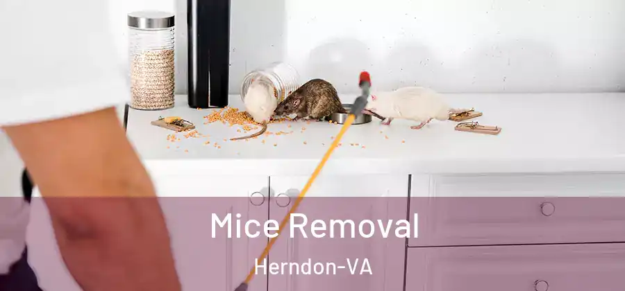 Mice Removal Herndon-VA