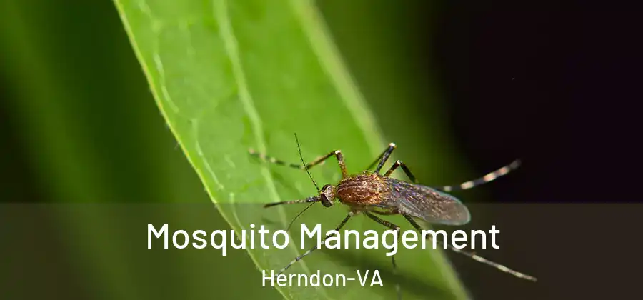  Mosquito Management Herndon-VA
