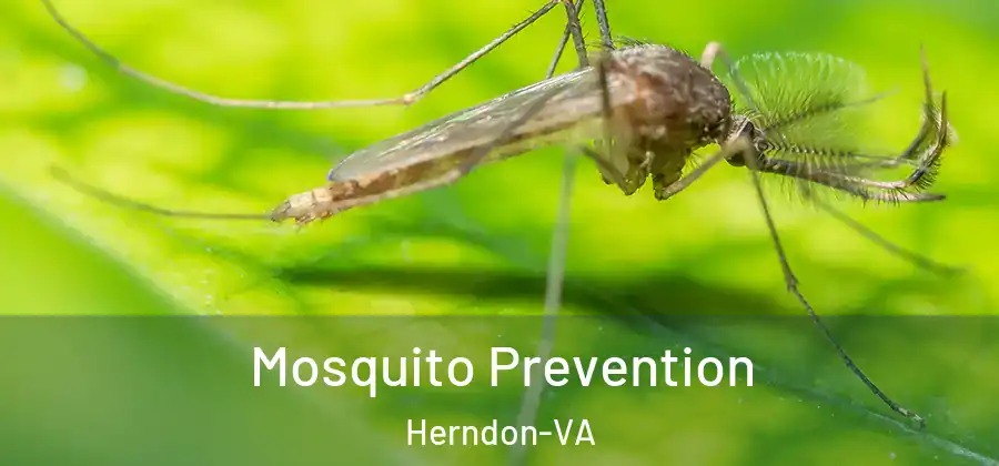 Mosquito Prevention Herndon-VA
