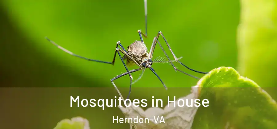 Mosquitoes in House Herndon-VA