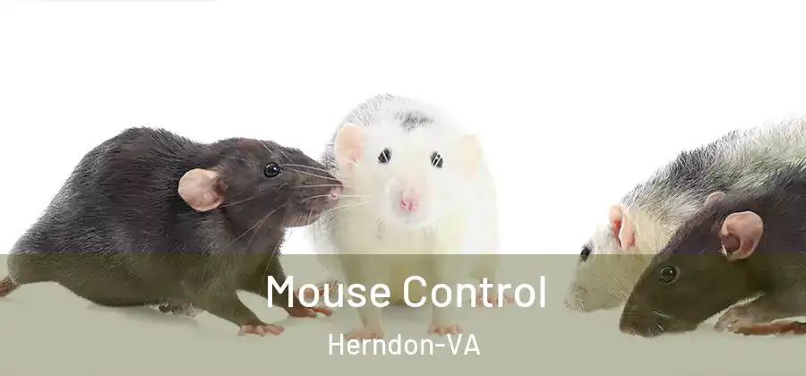 Mouse Control Herndon-VA