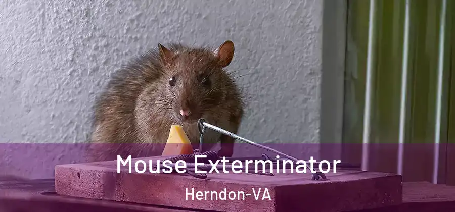 Mouse Exterminator Herndon-VA