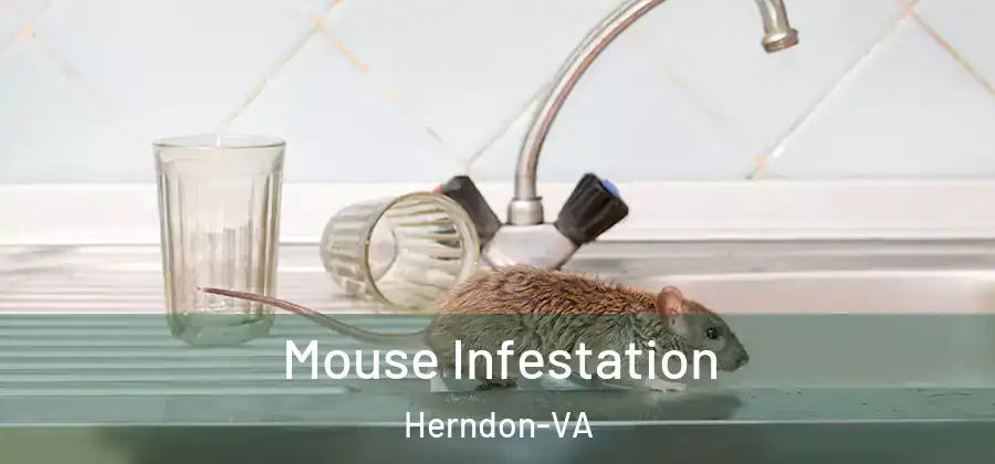  Mouse Infestation Herndon-VA