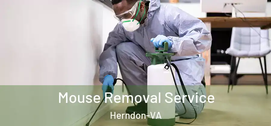 Mouse Removal Service Herndon-VA