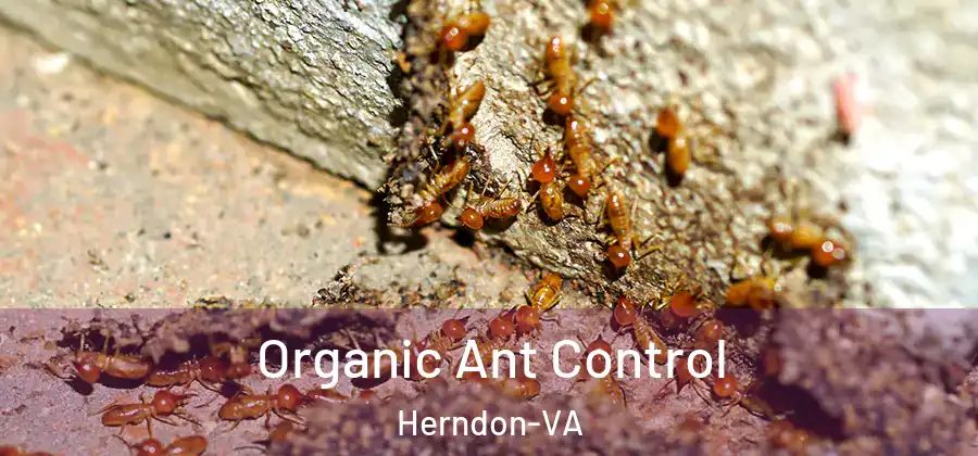 Organic Ant Control Herndon-VA