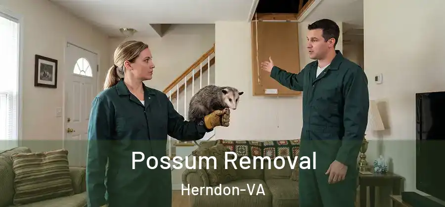  Possum Removal Herndon-VA