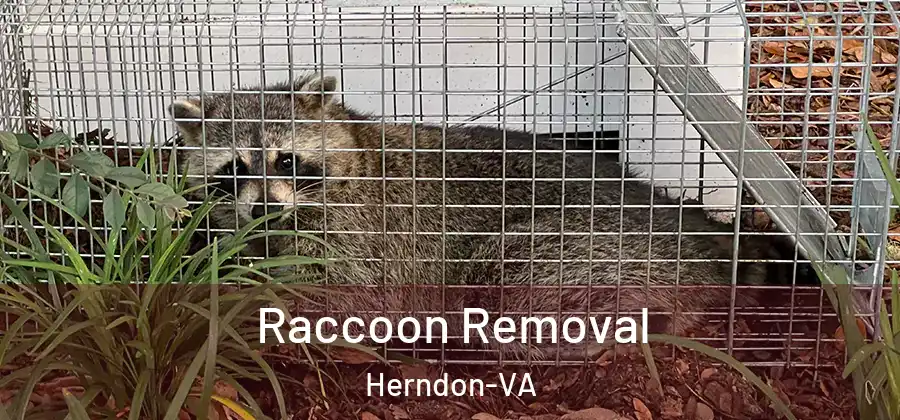  Raccoon Removal Herndon-VA