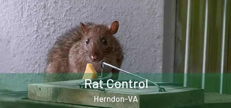 Rat Control Herndon-VA