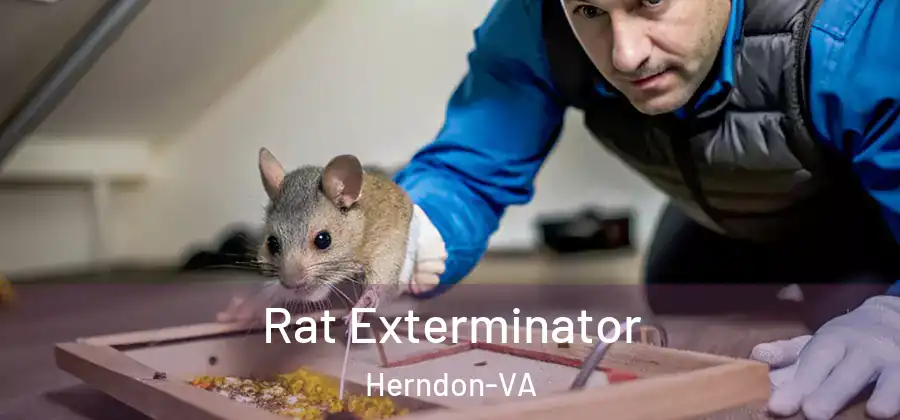  Rat Exterminator Herndon-VA
