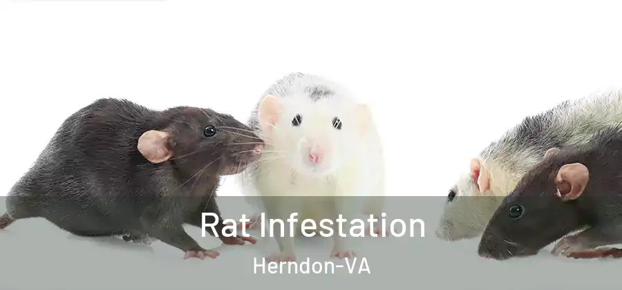 Rat Infestation Herndon-VA