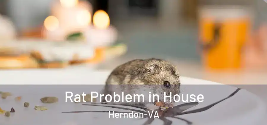 Rat Problem in House Herndon-VA