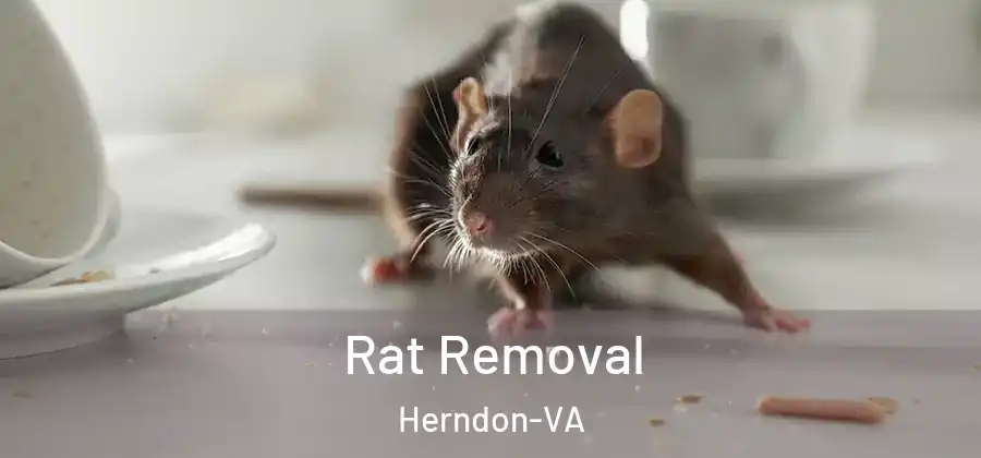  Rat Removal Herndon-VA