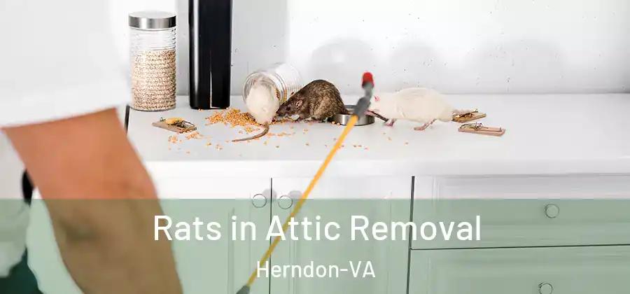 Rats in Attic Removal Herndon-VA