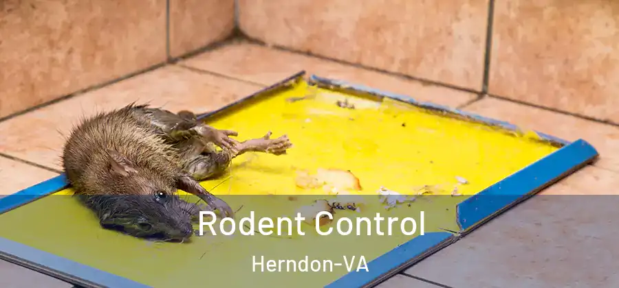  Rodent Control Herndon-VA
