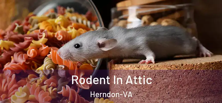 Rodent In Attic Herndon-VA