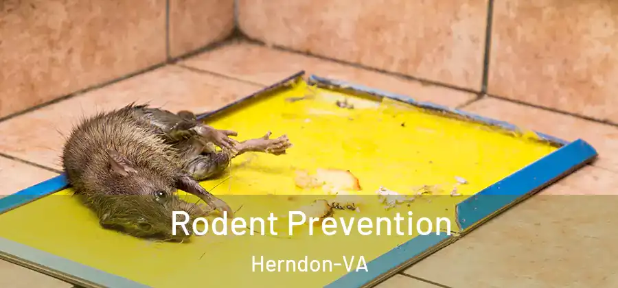 Rodent Prevention Herndon-VA