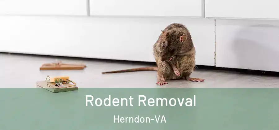  Rodent Removal Herndon-VA