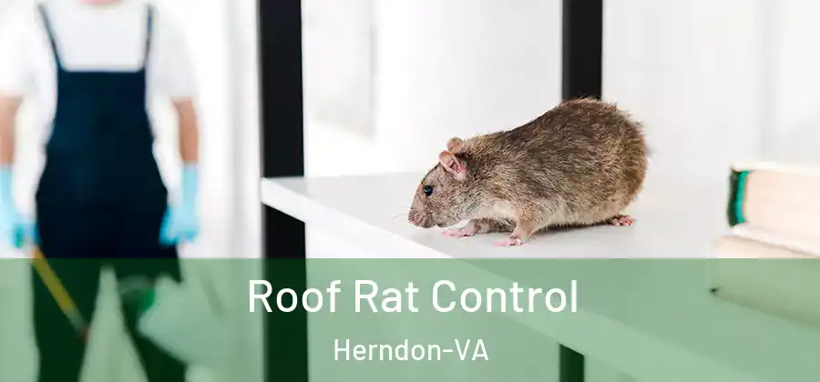 Roof Rat Control Herndon-VA