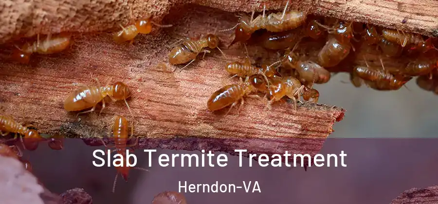  Slab Termite Treatment Herndon-VA