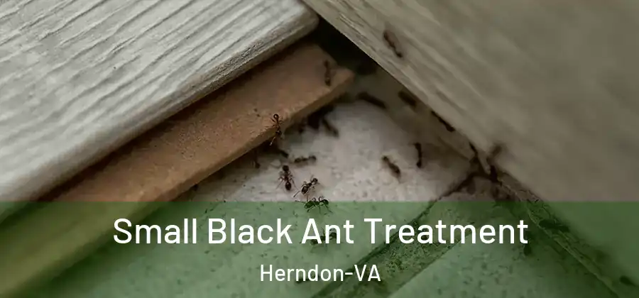  Small Black Ant Treatment Herndon-VA