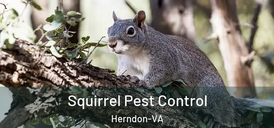  Squirrel Pest Control Herndon-VA