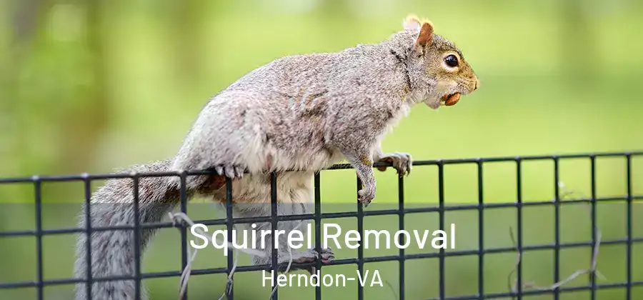 Squirrel Removal Herndon-VA