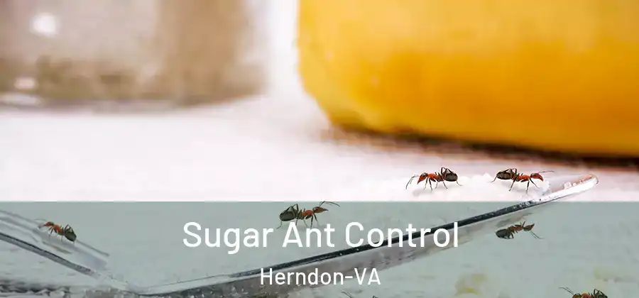 Sugar Ant Control Herndon-VA