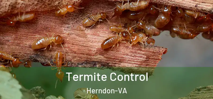 Termite Control Herndon-VA