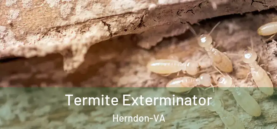  Termite Exterminator Herndon-VA