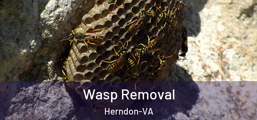 Wasp Removal Herndon-VA
