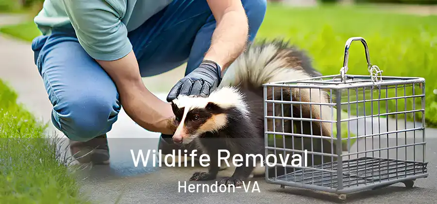 Wildlife Removal Herndon-VA