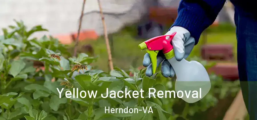  Yellow Jacket Removal Herndon-VA